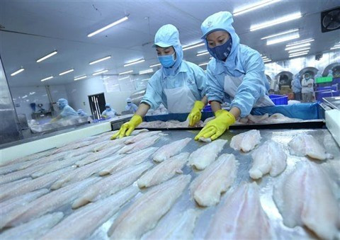 Exportations des poissons tra aux Etats-Unis en forte hausse au 3e trimestre ảnh 1 Exportations des poissons tra aux Etats-Unis en forte hausse au 3e trimestre ảnh 1