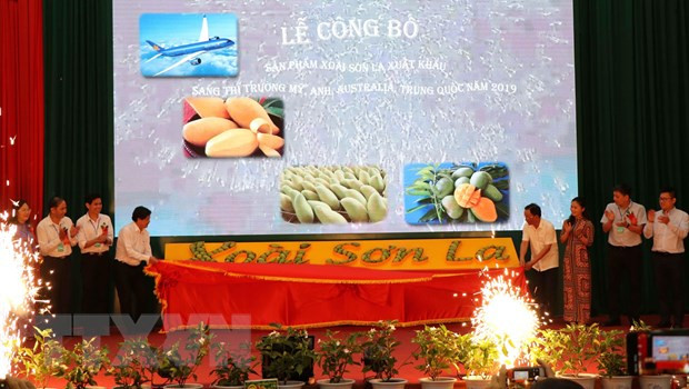La mangue de Son La est exportée vers des marchés exigeants ảnh 1 La mangue de Son La est exportée vers des marchés exigeants ảnh 1
