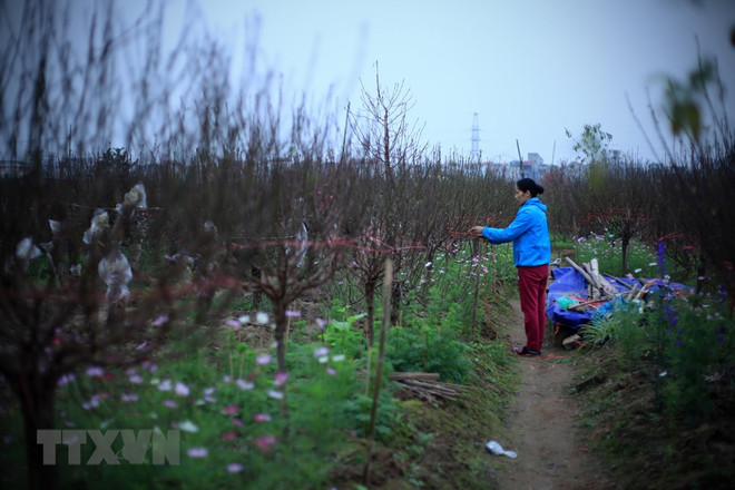 Les fleurs de pêcher annoncent l’approche du Têt ảnh 1