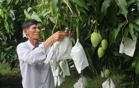 Les mangues vietnamiennes bientôt exportées aux États-Unis ảnh 1 Les mangues vietnamiennes bientôt exportées aux États-Unis ảnh 1