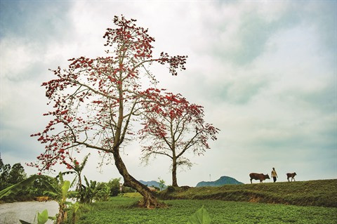 Le kapokier et le séjour des fantômes malfaisants ảnh 1 Le kapokier et le séjour des fantômes malfaisants ảnh 1