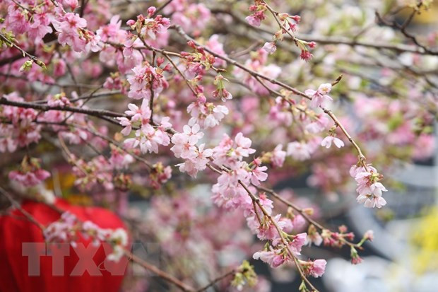 Quelque 20.000 branches de cerisier en fleurs illuminent le centre-ville de Hanoï ảnh 2 Quelque 20.000 branches de cerisier en fleurs illuminent le centre-ville de Hanoï ảnh 2