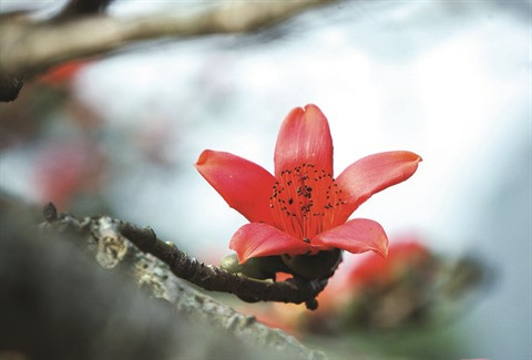 Le kapokier et le séjour des fantômes malfaisants ảnh 2 Le kapokier et le séjour des fantômes malfaisants ảnh 2