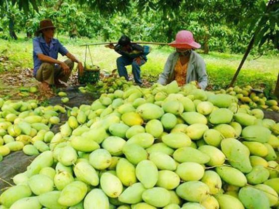 Après le fruit du dragon, la mangue vietnamienne obtient le feu vert du Chili ảnh 1