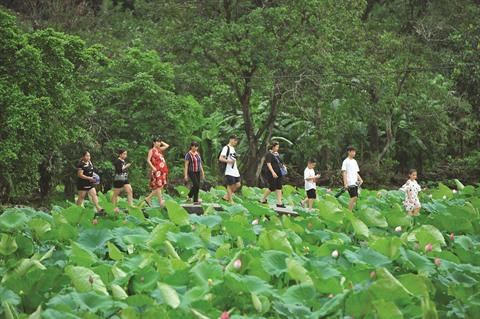Le lotus, un marché prisé de l’écotourisme ảnh 1 Le lotus, un marché prisé de l’écotourisme ảnh 1