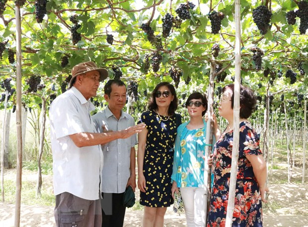 Ninh Thuan : le nombre de touristes multiplié par trois pendant les cinq jours fériés ảnh 1 Ninh Thuan : le nombre de touristes multiplié par trois pendant les cinq jours fériés ảnh 1