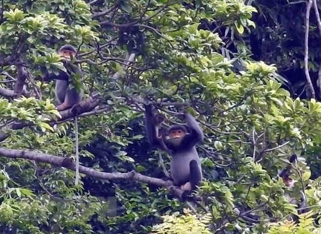 Quang Nam créera une zone de protection de primates en voie de disparition ảnh 1 Quang Nam créera une zone de protection de primates en voie de disparition ảnh 1