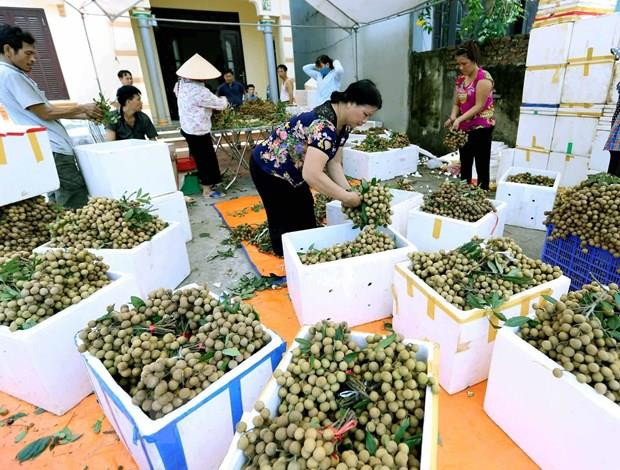 Exportation de longanes frais: le Vietnam attend le feu vert de l'Australie ảnh 1 Exportation de longanes frais: le Vietnam attend le feu vert de l'Australie ảnh 1