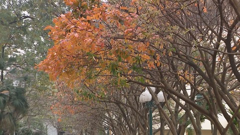 Hanoï à la saison du changement de couleur des feuilles ảnh 2 Hanoï à la saison du changement de couleur des feuilles ảnh 2