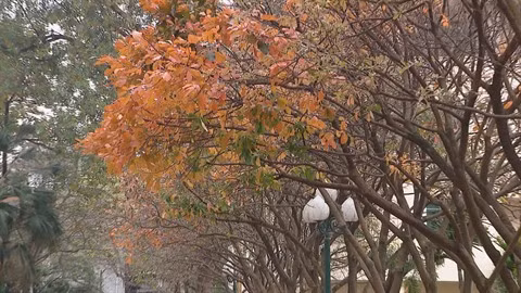 Hanoï à la saison du changement de couleur des feuilles ảnh 2