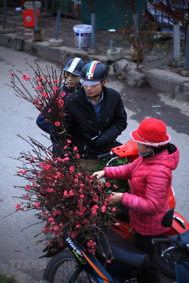 Les fleurs de pêcher annoncent l’approche du Têt ảnh 2