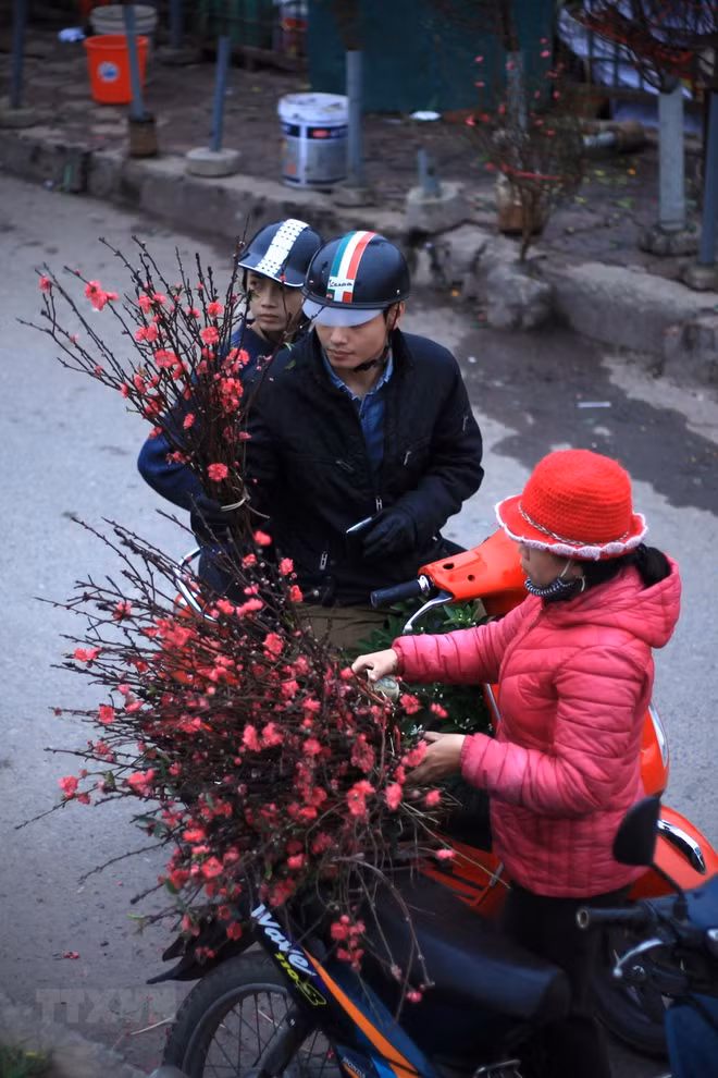 Les fleurs de pêcher annoncent l’approche du Têt ảnh 2
