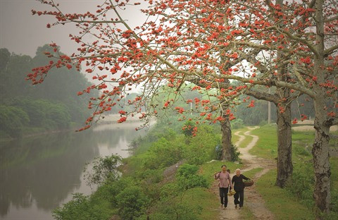 Le kapokier et le séjour des fantômes malfaisants ảnh 3 Le kapokier et le séjour des fantômes malfaisants ảnh 3