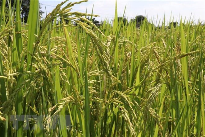 Les opportunités et défis pour les exportations agricoles en 2019 ảnh 1 Les opportunités et défis pour les exportations agricoles en 2019 ảnh 1