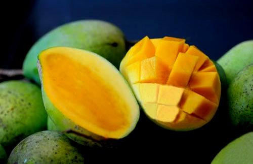 La mangue de Son La est exportée vers des marchés exigeants ảnh 2 La mangue de Son La est exportée vers des marchés exigeants ảnh 2