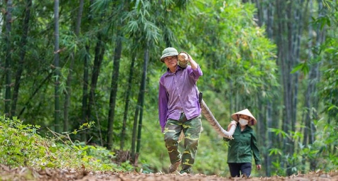 Un projet financé par l'UE promeut la chaîne de valeur durable des palourdes et du bambou au Vietnam ảnh 2 Un projet financé par l'UE promeut la chaîne de valeur durable des palourdes et du bambou au Vietnam ảnh 2