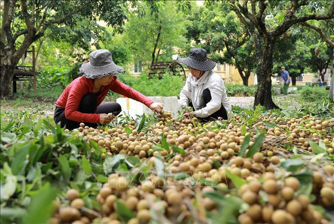Le secteur agricole de Hung Yen cherche à moderniser la commercialisation de ses produits ảnh 1