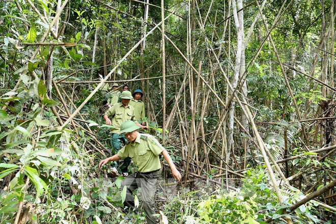 Bac Giang augmente la valeur de la production forestière ảnh 2 Bac Giang augmente la valeur de la production forestière ảnh 2