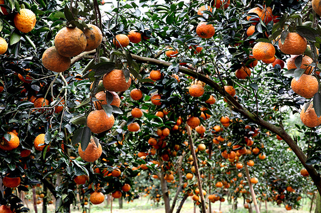 Tuyen Quang se concentre sur le développement de fruits de spécialité ảnh 2  Tuyen Quang se concentre sur le développement de fruits de spécialité ảnh 2