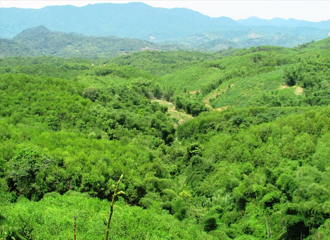 Plantation de 67.200 ha de forêts en 4 mois ảnh 1 Plantation de 67.200 ha de forêts en 4 mois ảnh 1