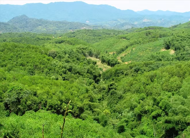 Plantation de 67.200 ha de forêts en 4 mois ảnh 1