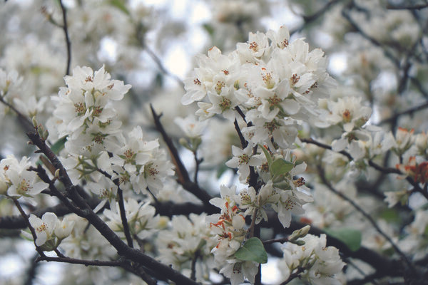 Nâm Nghiêp, paradis des fleurs de táo mèo ảnh 1 Nâm Nghiêp, paradis des fleurs de táo mèo ảnh 1