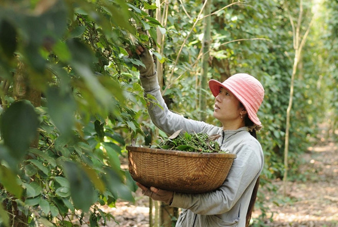 Les exportations nationales de poivre vers l'Asie bondissent de 77 % ảnh 1 Les exportations nationales de poivre vers l'Asie bondissent de 77 % ảnh 1