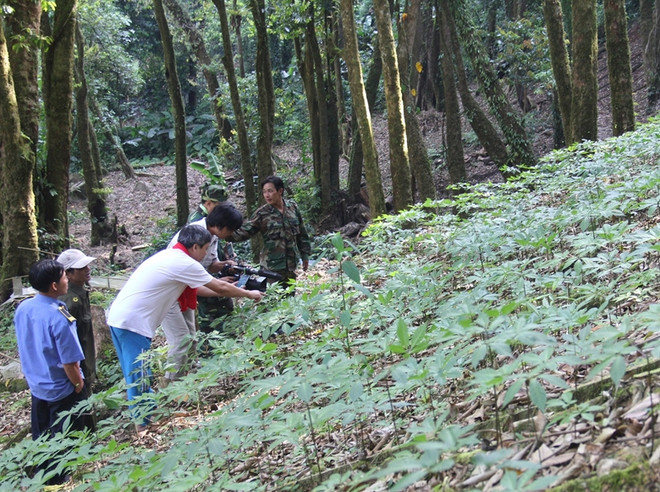 Le Vietnam ambitionne de devenir le premier producteur mondial de ginseng ảnh 1 Le Vietnam ambitionne de devenir le premier producteur mondial de ginseng ảnh 1