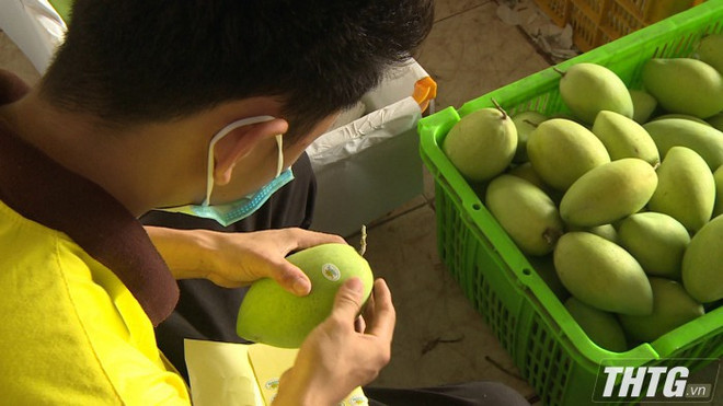 Tiên Giang accélère la délivrance d’indicatifs régionaux de plantation ảnh 1 Tiên Giang accélère la délivrance d’indicatifs régionaux de plantation ảnh 1