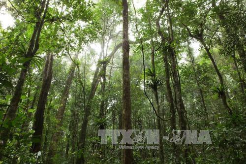 La région des Hauts plateaux du Centre veille à une gestion durable des forêts ảnh 1 La région des Hauts plateaux du Centre veille à une gestion durable des forêts ảnh 1