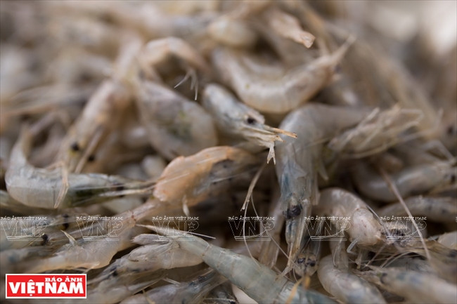 Mini-crevettes frites servies avec des galettes de riz grillées ảnh 1 Mini-crevettes frites servies avec des galettes de riz grillées ảnh 1