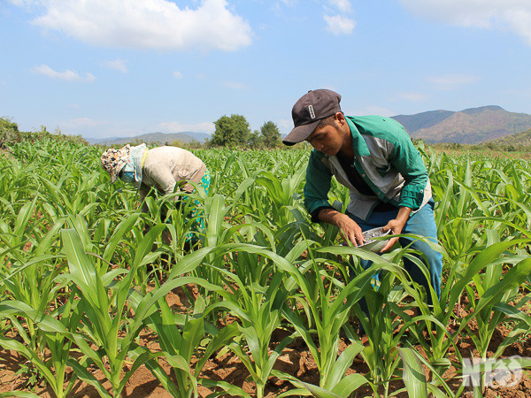 1.630 milliards de dongs pour le développement de la production dans les communes démunies ảnh 1 1.630 milliards de dongs pour le développement de la production dans les communes démunies ảnh 1