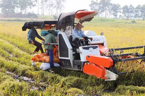 Ninh Binh encourage la production agricole propre ảnh 1