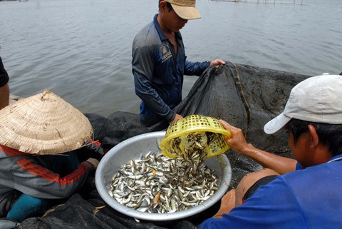 Les crues, un don de la nature pour le delta du Mékong ảnh 1 Les crues, un don de la nature pour le delta du Mékong ảnh 1