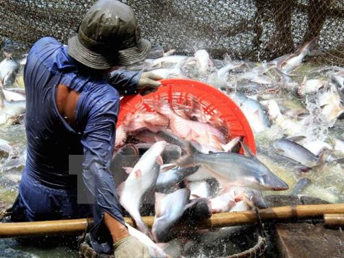 Les Etats-Unis diminuent les taxes antidumping sur les poissons pangasius du Vietnam ảnh 1 Les Etats-Unis diminuent les taxes antidumping sur les poissons pangasius du Vietnam ảnh 1
