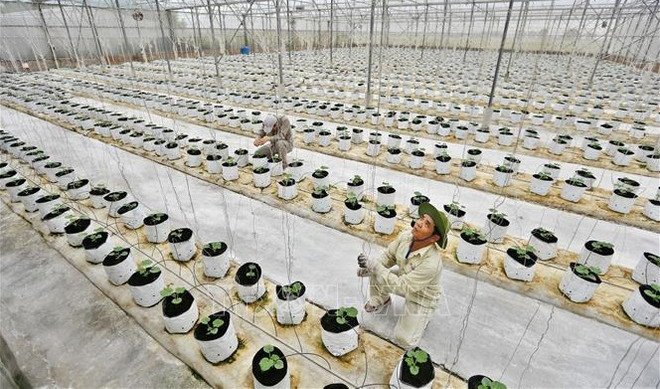 Le MADR propose de nouvelles politiques pour l’économie agricole ảnh 2 Le MADR propose de nouvelles politiques pour l’économie agricole ảnh 2