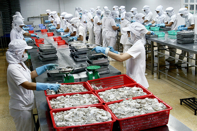 Les céphalopodes vietnamiens très populaires dans le monde ảnh 1 Les céphalopodes vietnamiens très populaires dans le monde ảnh 1