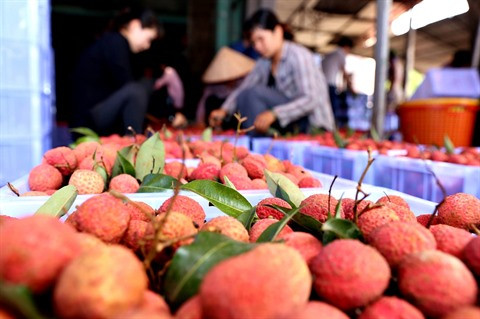 Têt Doan Ngo, la Fête du Double Cinq, dans la culture vietnamienne ảnh 2 Têt Doan Ngo, la Fête du Double Cinq, dans la culture vietnamienne ảnh 2