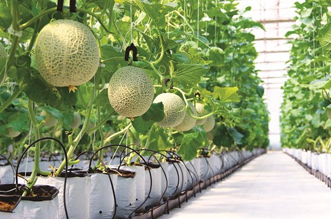 À Hô Chi Minh-Ville, une décharge transformée en jardin hi-tech ảnh 1 À Hô Chi Minh-Ville, une décharge transformée en jardin hi-tech ảnh 1