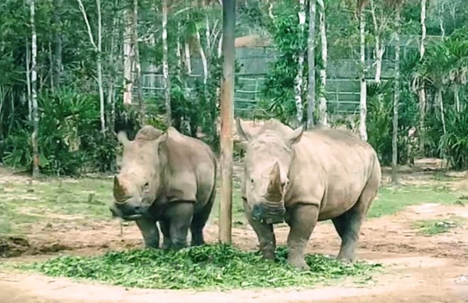 Lancement d'un concours de courts-métrages sur le commerce illégal des espèces sauvages ảnh 1 Lancement d'un concours de courts-métrages sur le commerce illégal des espèces sauvages ảnh 1