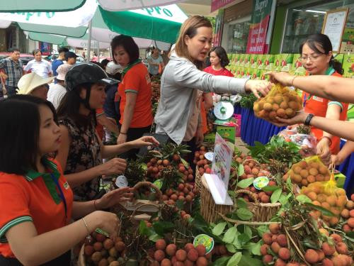 Semaine des litchis "Thiêu" de Thanh Hà-Hai Duong à Hanoï ảnh 2 Semaine des litchis "Thiêu" de Thanh Hà-Hai Duong à Hanoï ảnh 2