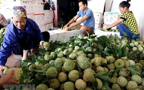 La semaine des pommes cannelles et des spécialités de Lang Son attendue en août ảnh 1 La semaine des pommes cannelles et des spécialités de Lang Son attendue en août ảnh 1