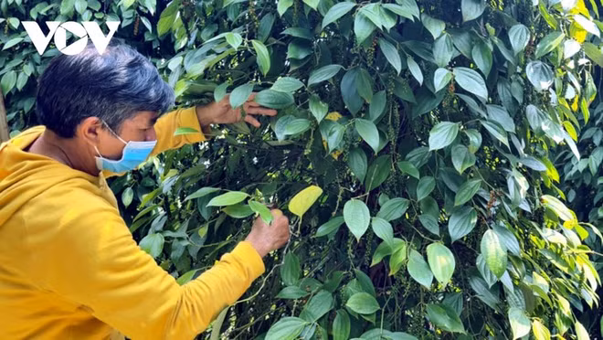 Les poivriers, gage de développement durable à Gia Lai ảnh 1 Les poivriers, gage de développement durable à Gia Lai ảnh 1