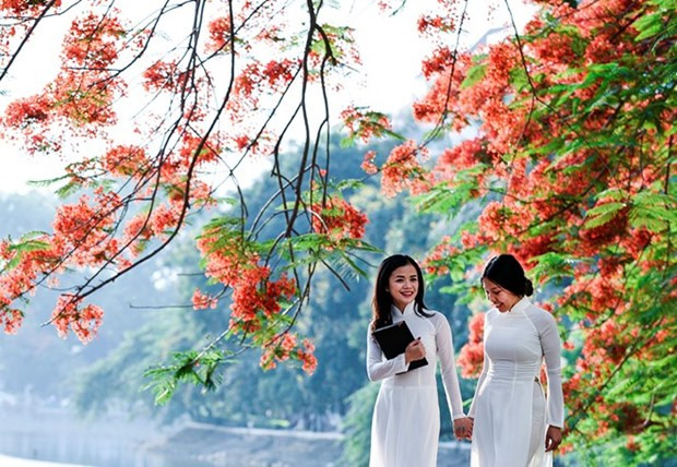 Bientôt festival des flamboyants rouges à Hai Phong ảnh 1