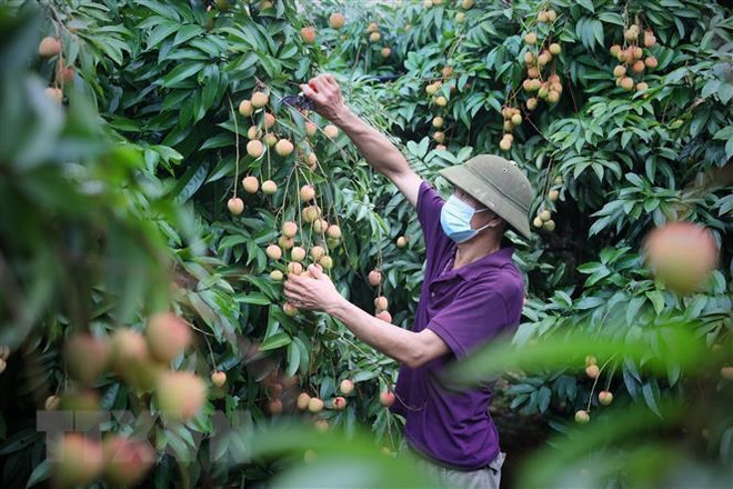 Bac Giang cherche à stimuler l'exportation de litchi aux États-Unis ảnh 1 Bac Giang cherche à stimuler l'exportation de litchi aux États-Unis ảnh 1