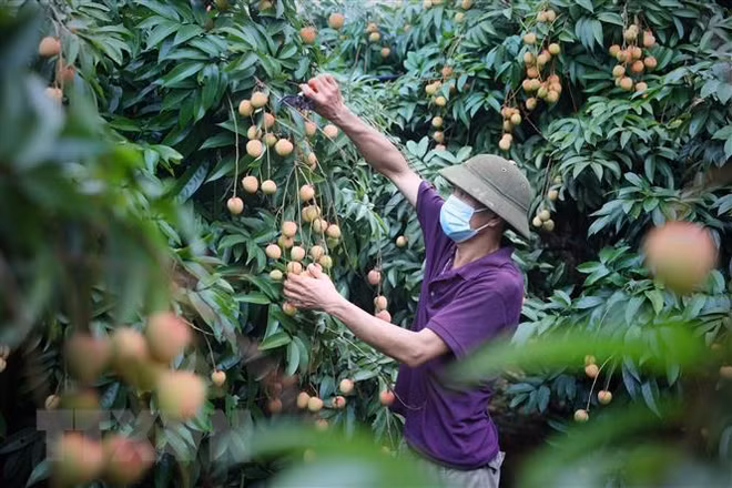 Bac Giang cherche à stimuler l'exportation de litchi aux États-Unis ảnh 1 Bac Giang cherche à stimuler l'exportation de litchi aux États-Unis ảnh 1