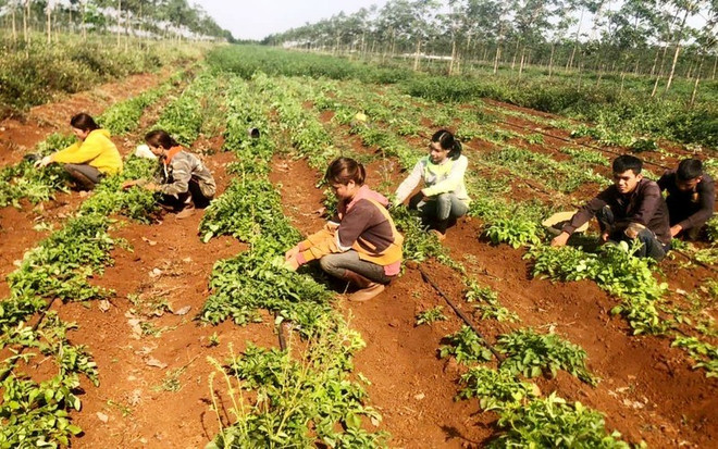 Le Vietnam veut se renforcer sur le marché des herbes médicinales ảnh 2 Le Vietnam veut se renforcer sur le marché des herbes médicinales ảnh 2