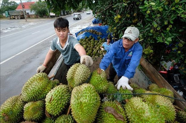 Belles perspectives pour les exportations de fruits et légumes au 2e trimestre ảnh 1 Belles perspectives pour les exportations de fruits et légumes au 2e trimestre ảnh 1