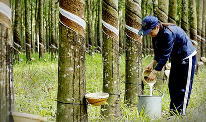 Renforcer la compétitivité du caoutchouc vietnamien sur le marché international ảnh 1 Renforcer la compétitivité du caoutchouc vietnamien sur le marché international ảnh 1