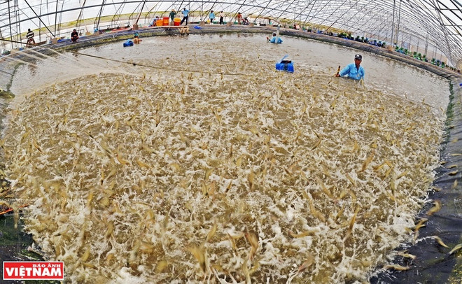 Le Vietnam ambitionne d'exportater 4 milliards de dollars des crevettes cette année ảnh 1
